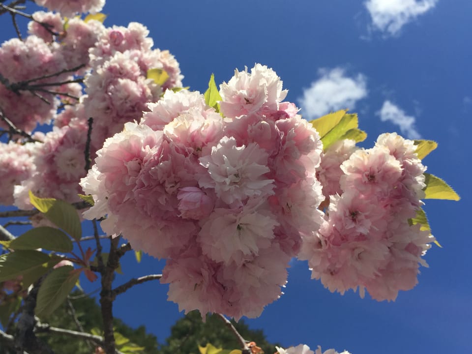 Pink Cherry blossom in full bloom with a blue spring sky in the background.