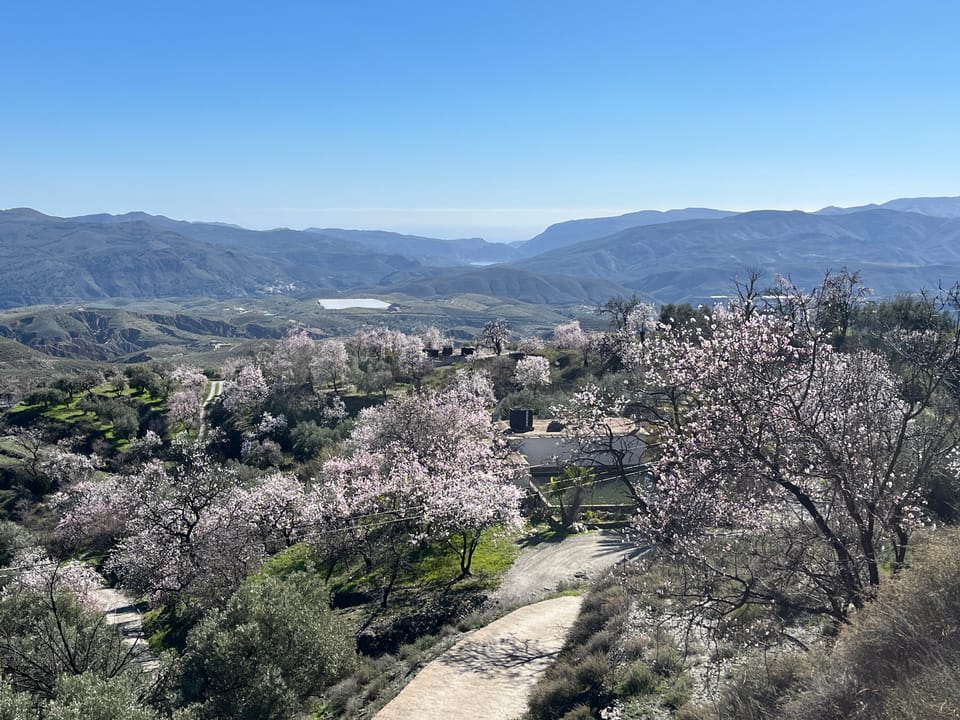 A track leading to a finca in southern Spain, surrounded by almond blossom, with mountains falling toward the sea under a cloudless blue sky.